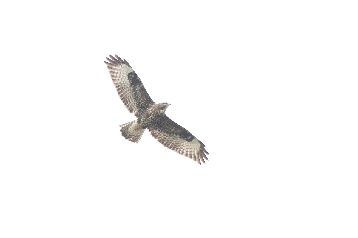 Buse variable (buteo) - ML642941084