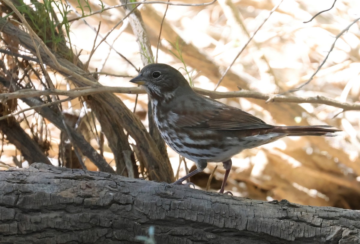 Fox Sparrow (Slate-colored) - ML642941087