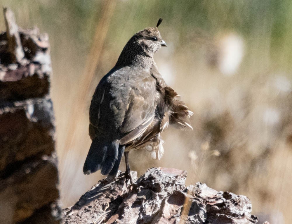 California Quail - ML642941098
