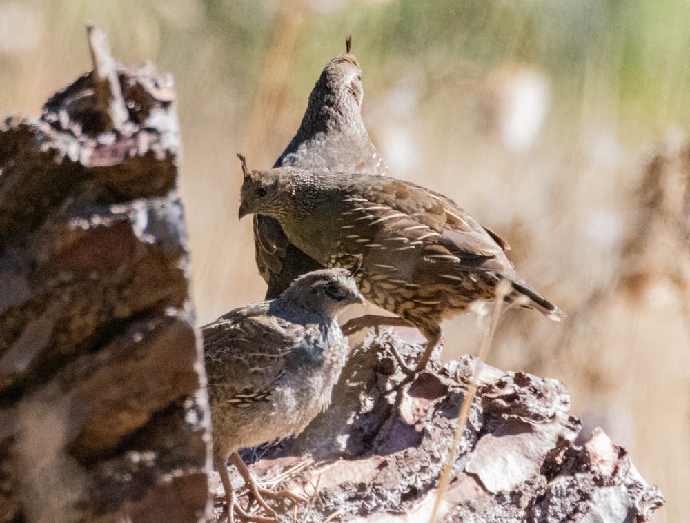 California Quail - ML642941099
