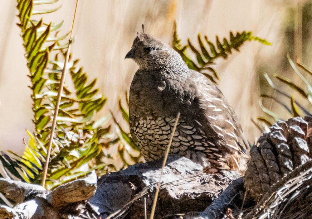 California Quail - ML642941100