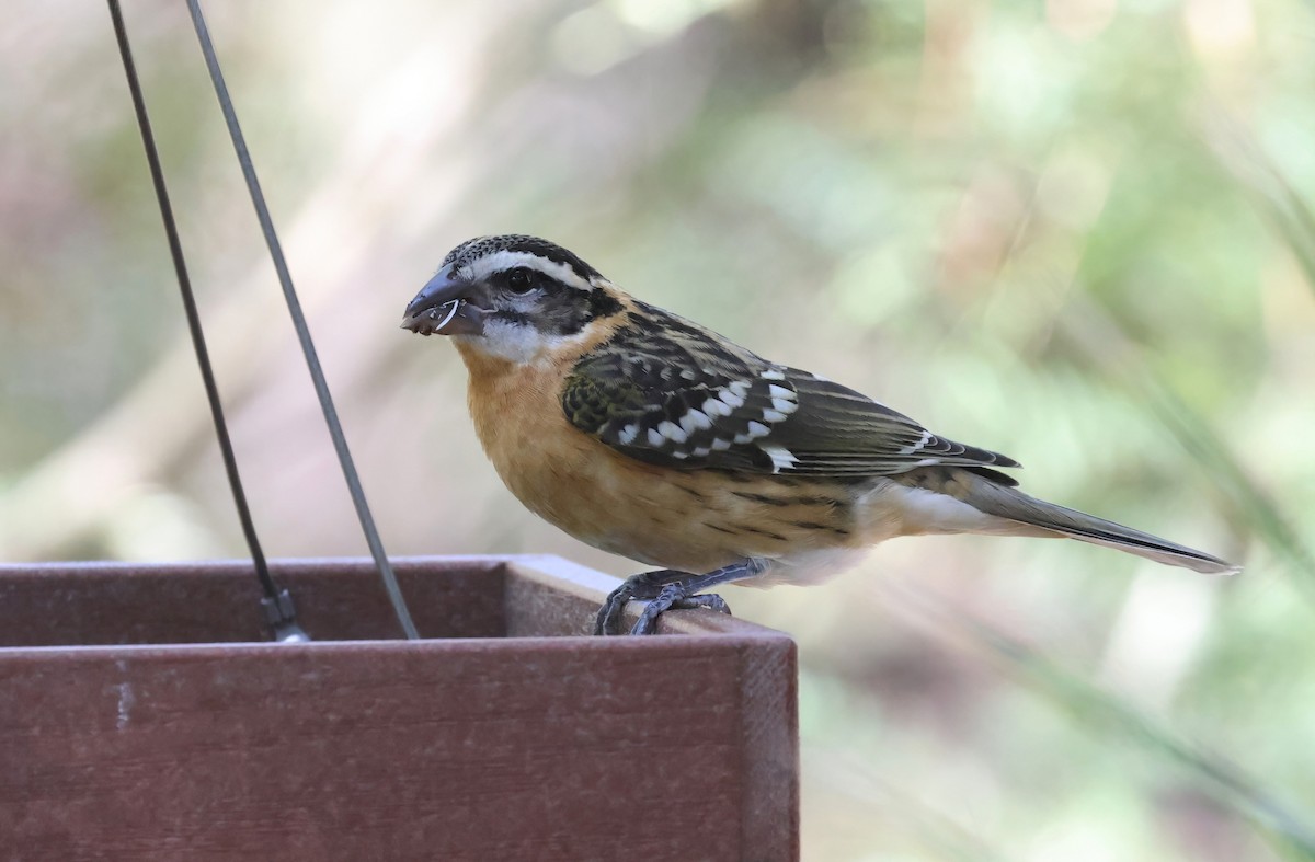 Black-headed Grosbeak - ML642941101
