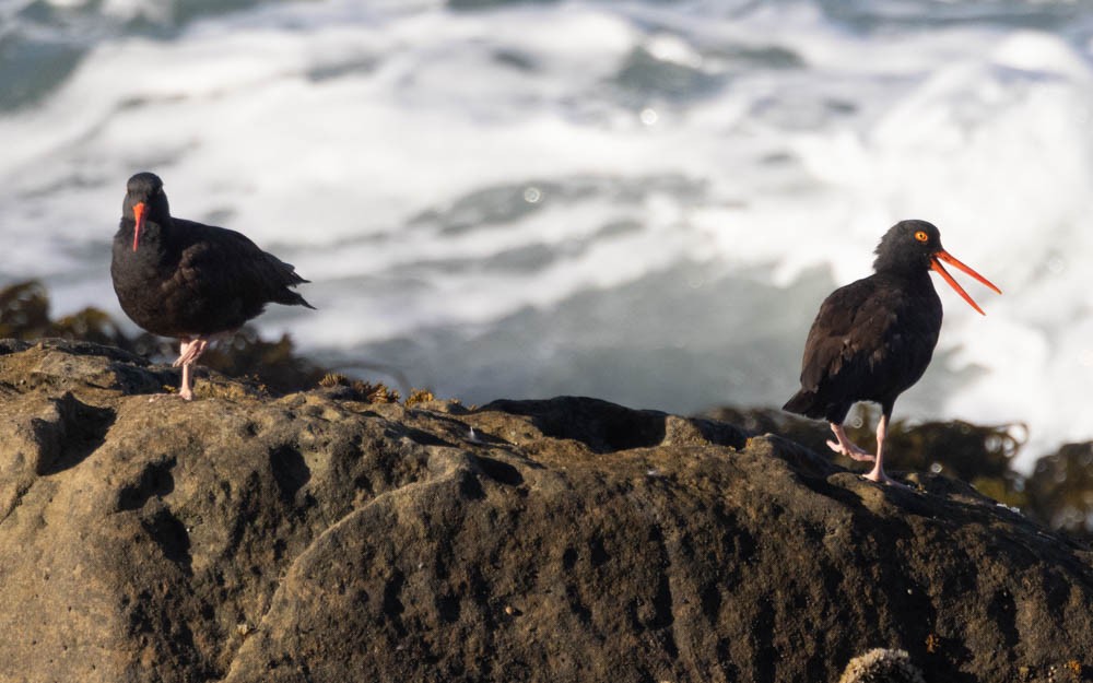 Black Oystercatcher - ML642941114