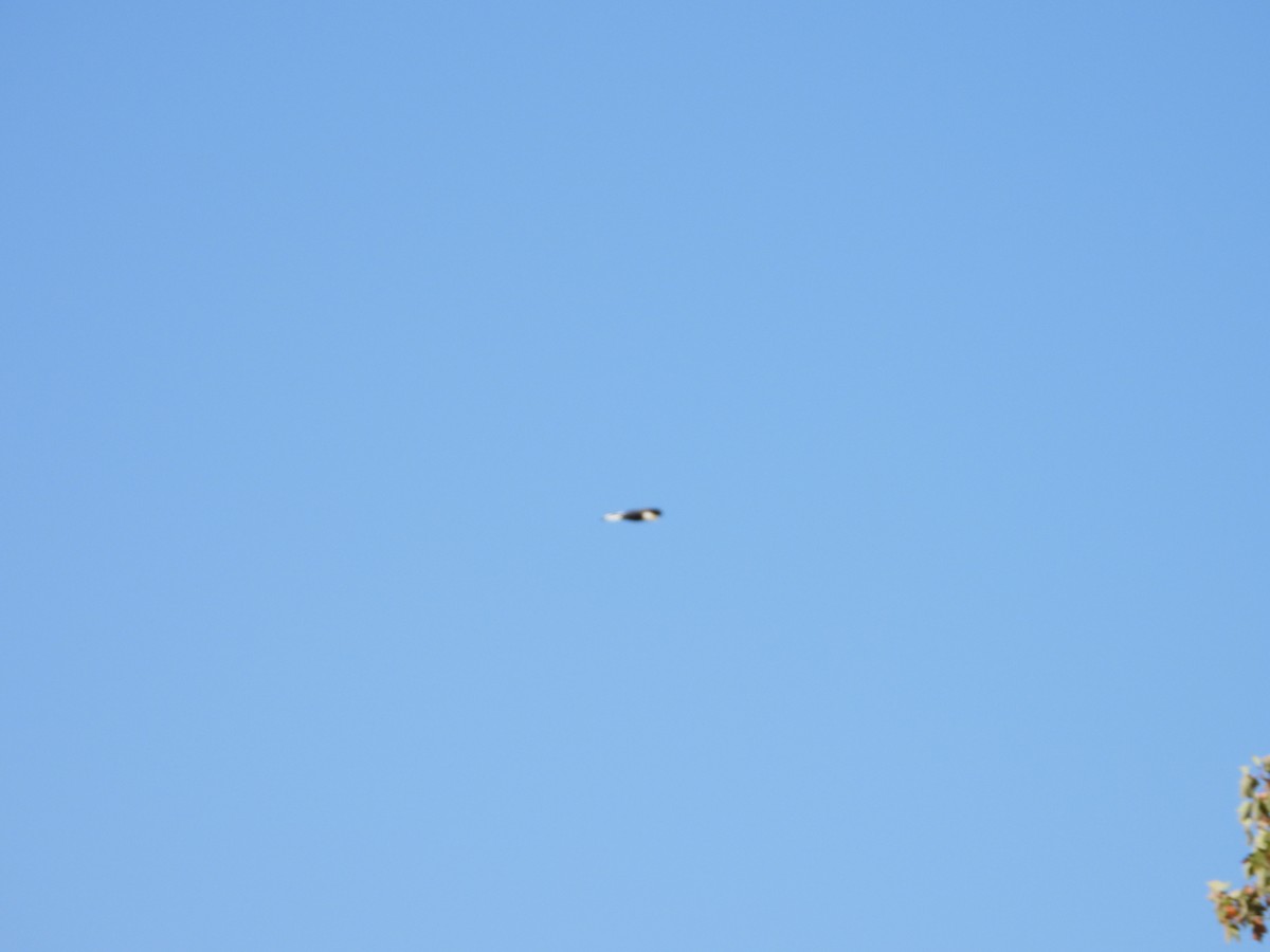Bald Eagle - ML642941119