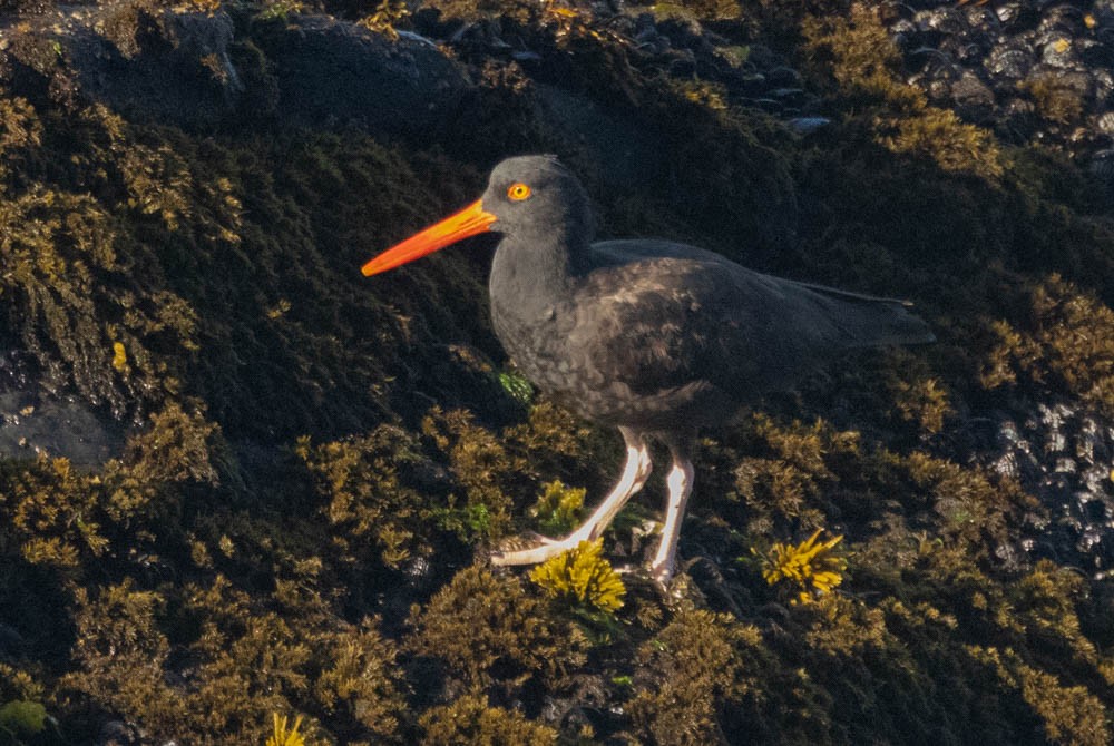 Black Oystercatcher - ML642941136