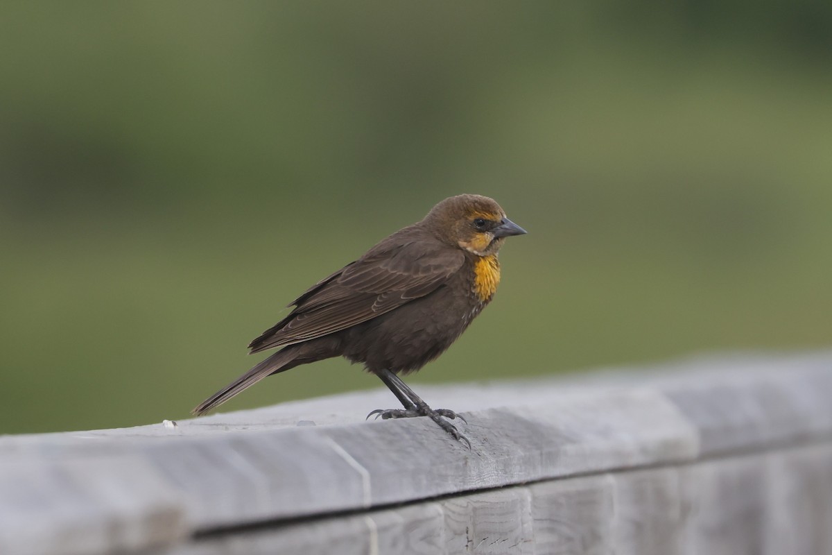 Yellow-headed Blackbird - ML642941142