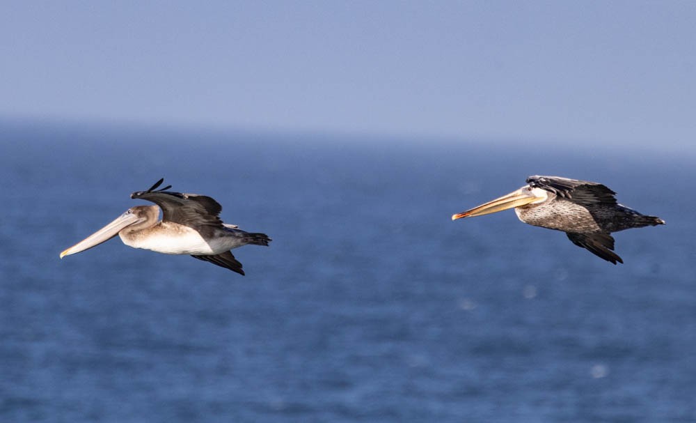 Brown Pelican - ML642941150