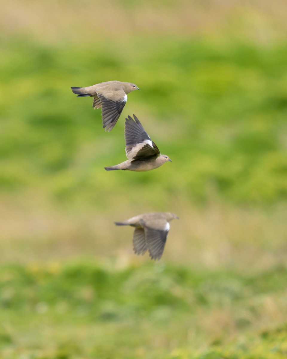 Black-winged Ground Dove - ML642941151