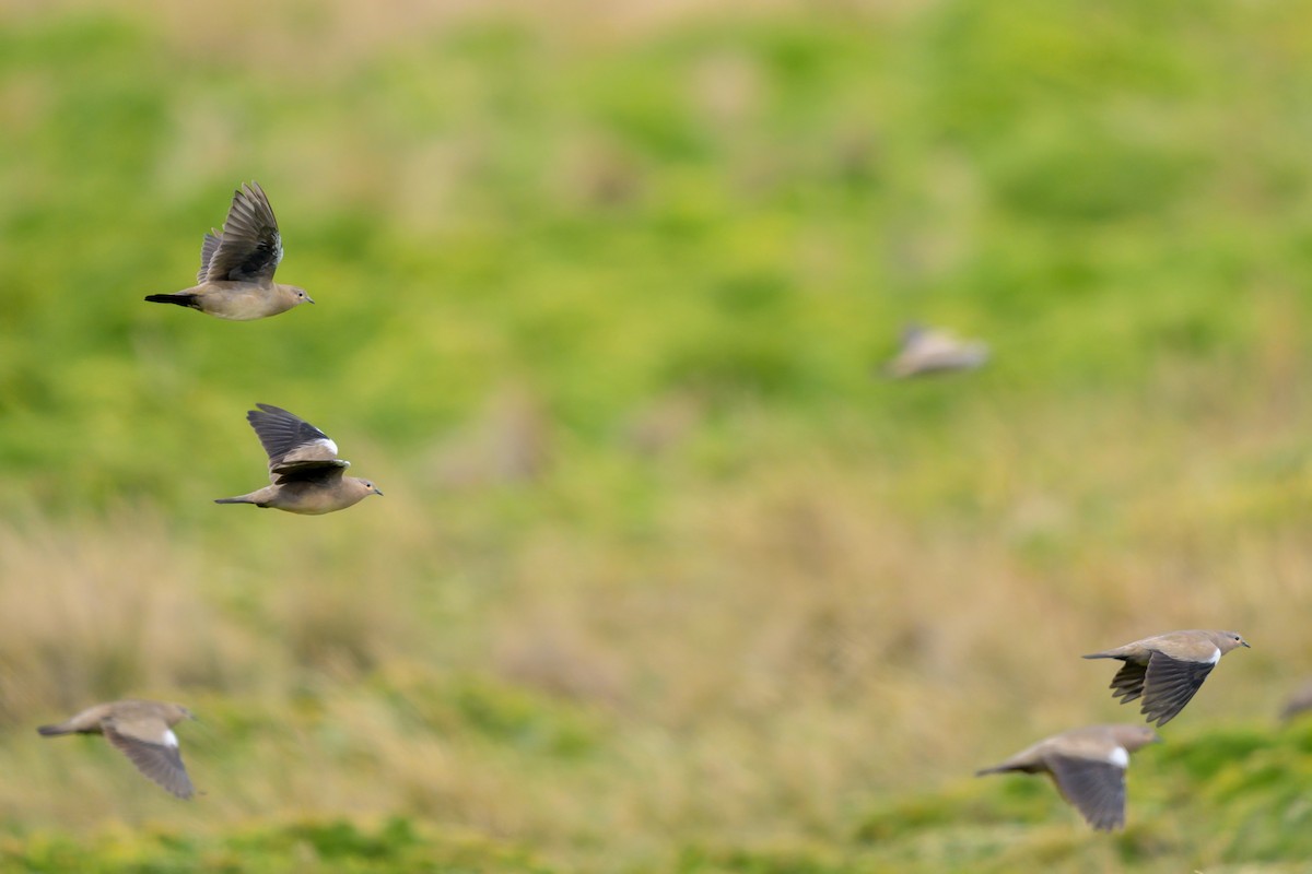 Black-winged Ground Dove - ML642941152