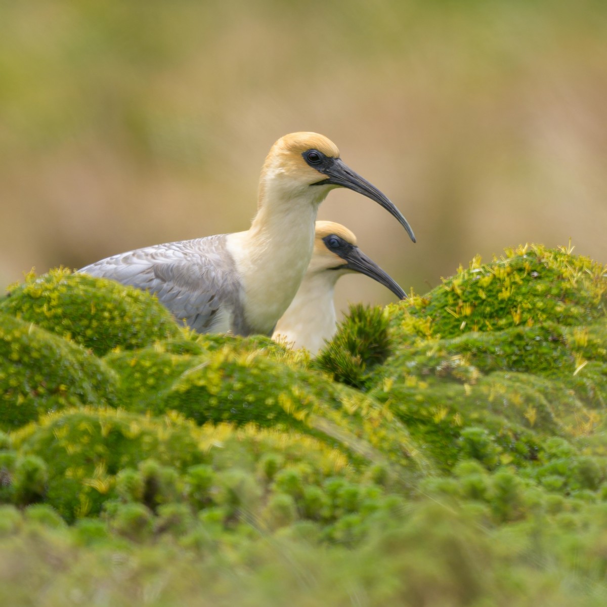 Andean Ibis - ML642941157