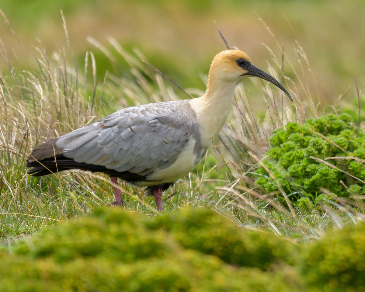 Andean Ibis - ML642941158
