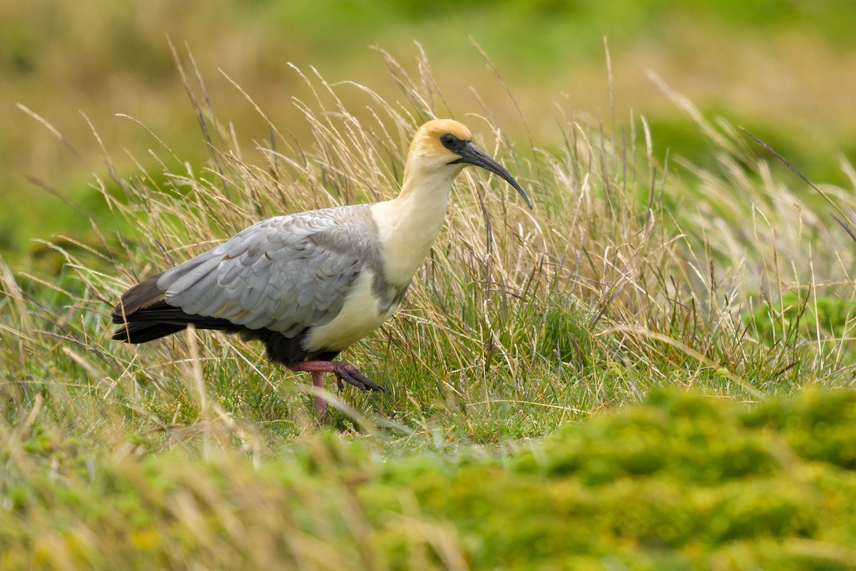 Andean Ibis - ML642941159