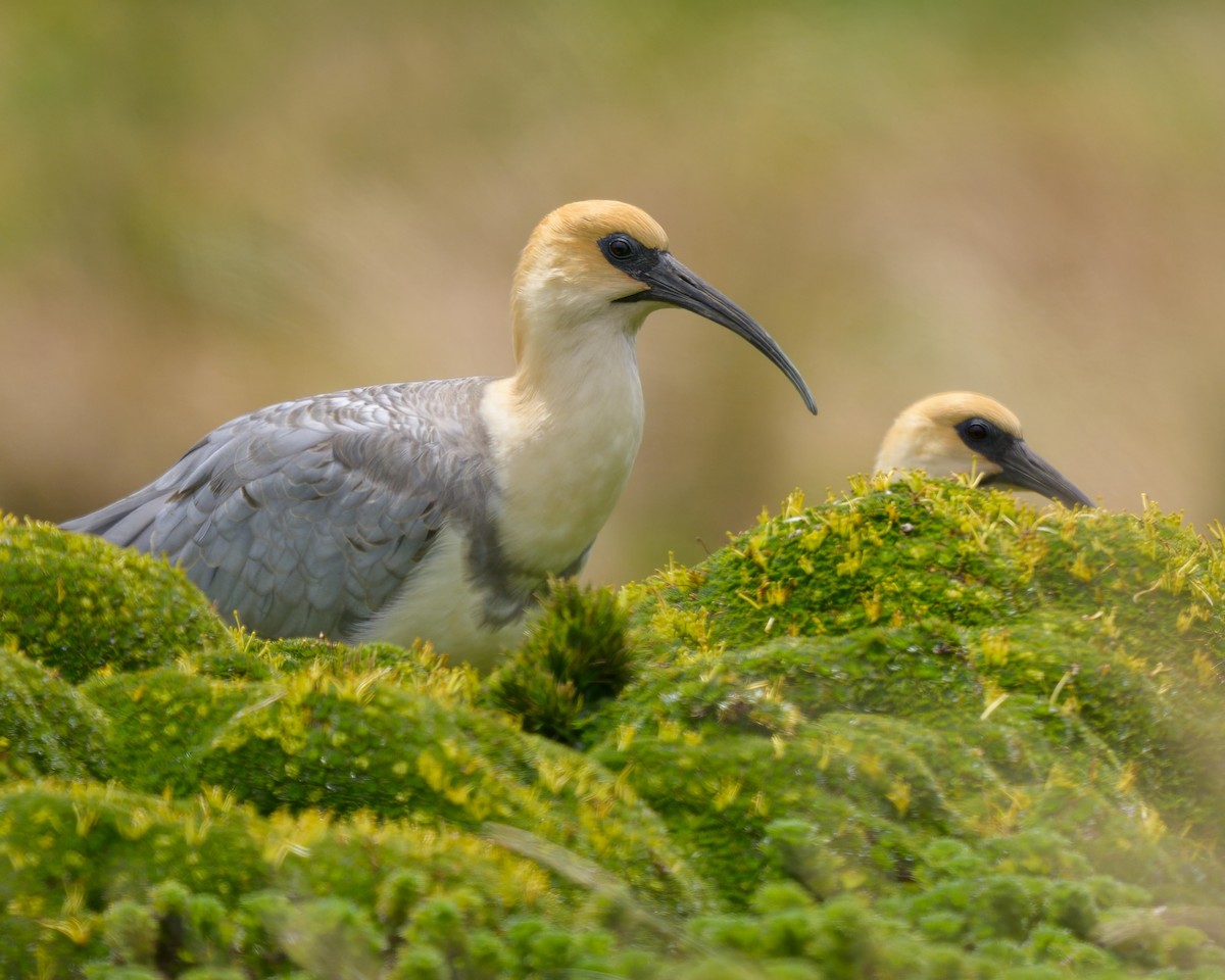 Andean Ibis - ML642941160
