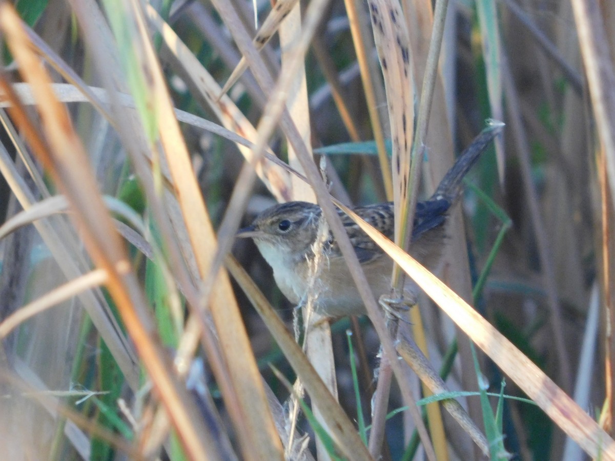 Sedge Wren - ML642941162