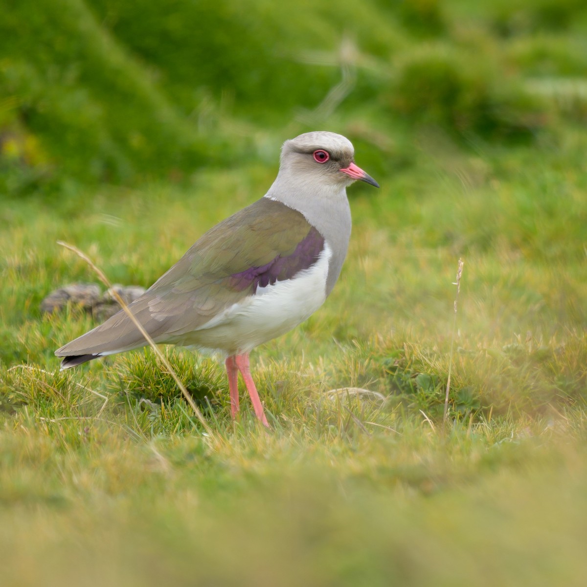 Andean Lapwing - ML642941167