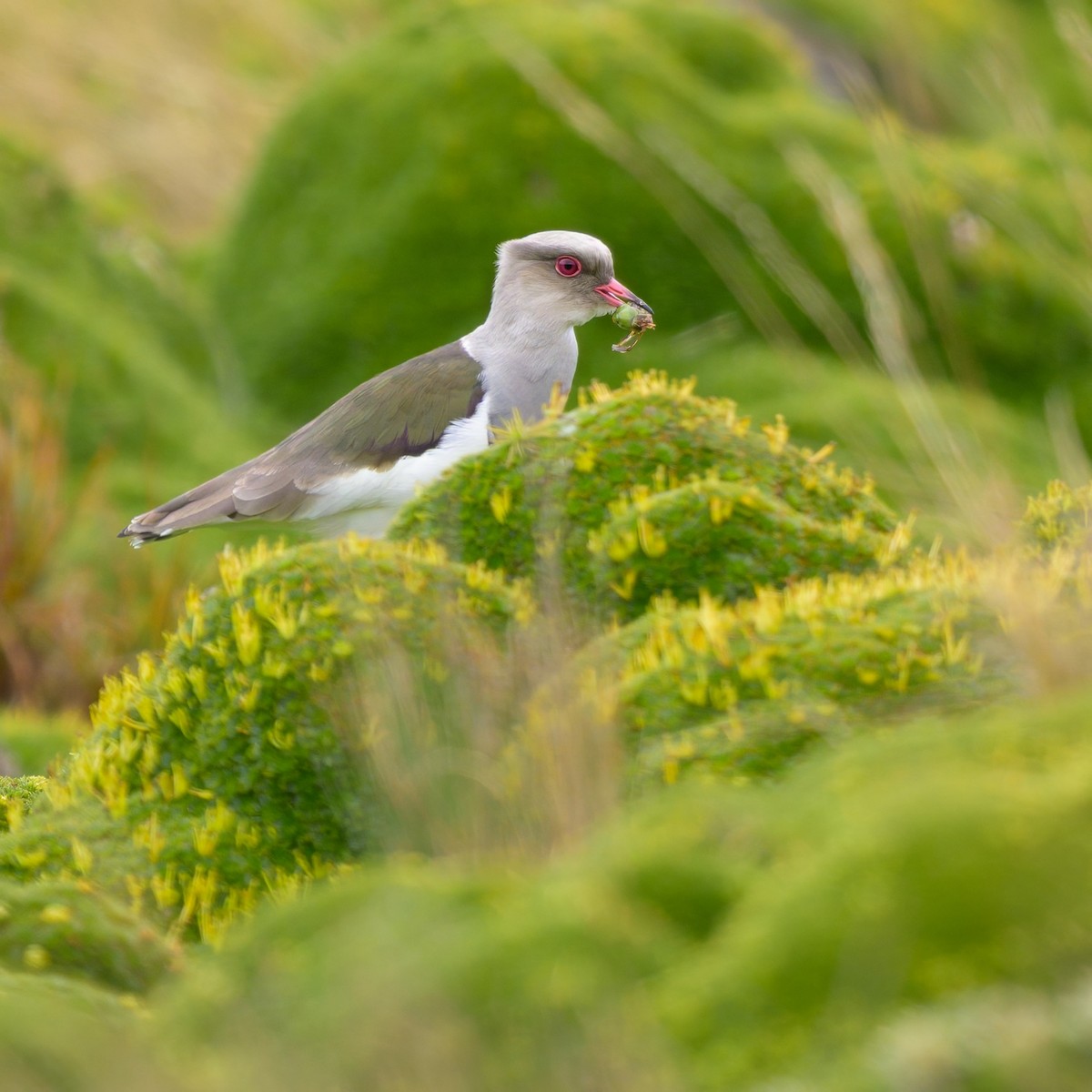 Andean Lapwing - ML642941168