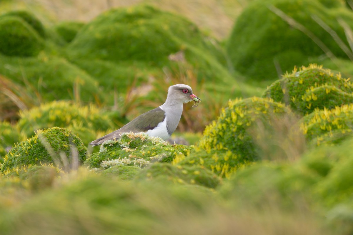 Andean Lapwing - ML642941169