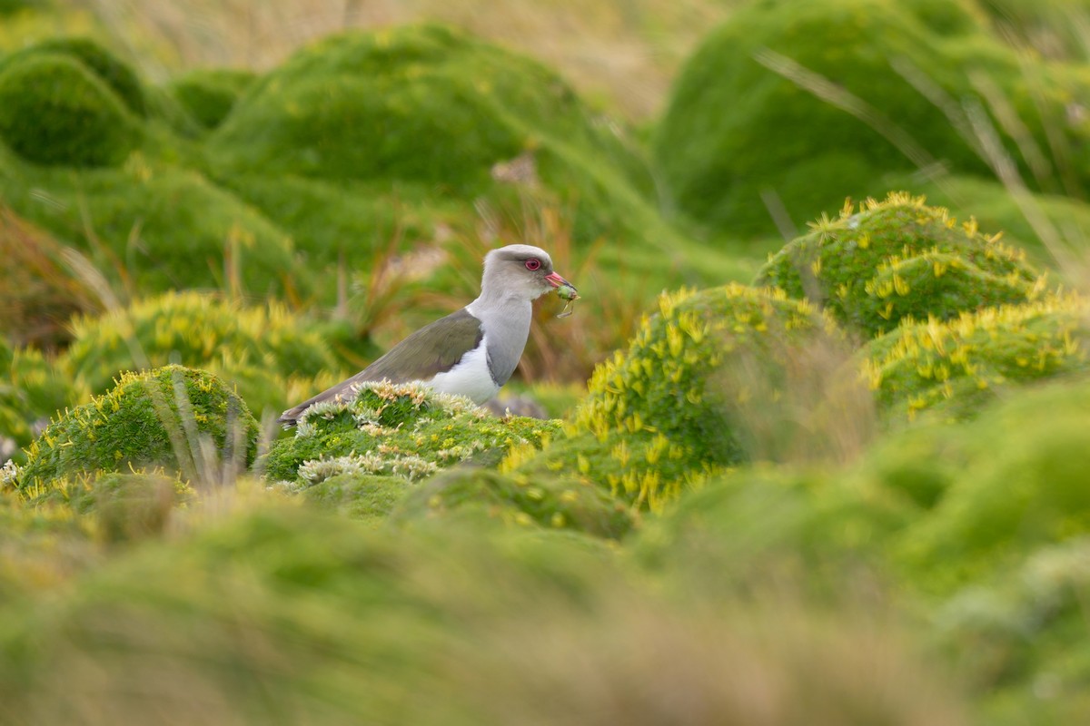 Andean Lapwing - ML642941171