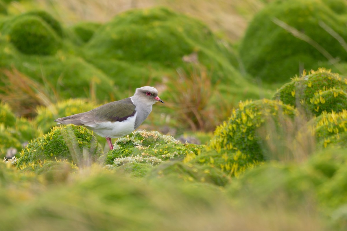 Andean Lapwing - ML642941172