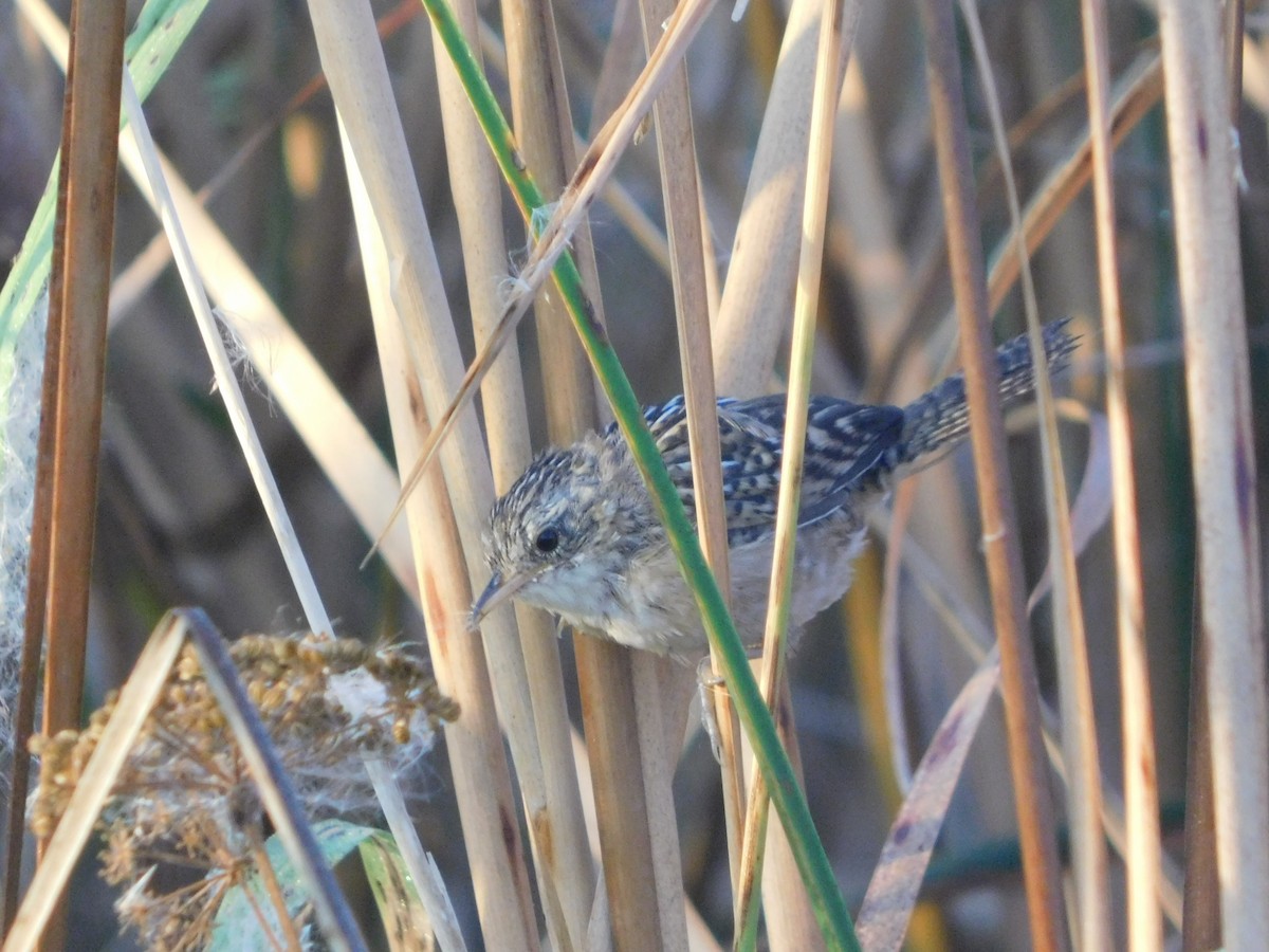 Sedge Wren - ML642941174