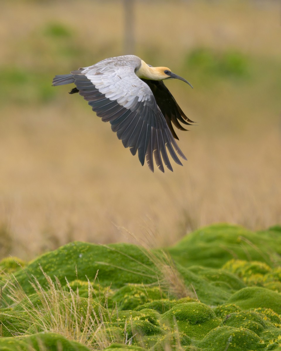 Andean Ibis - ML642941175
