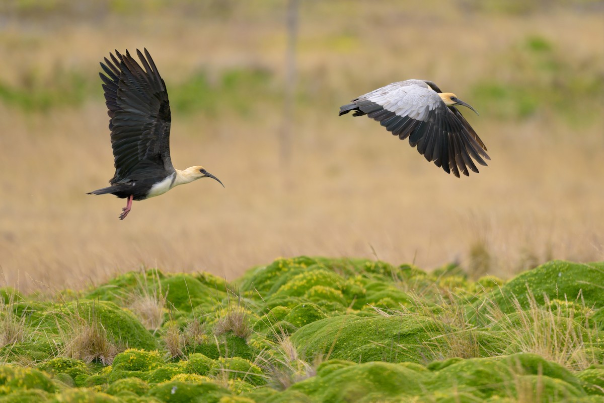 Andean Ibis - ML642941176