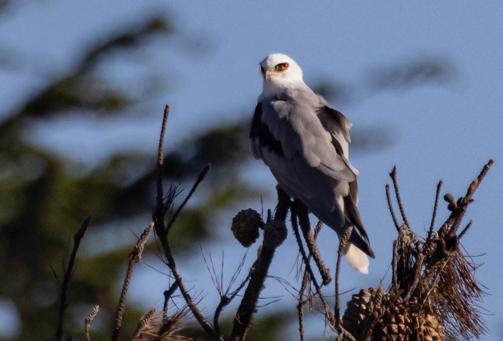 White-tailed Kite - ML642941177