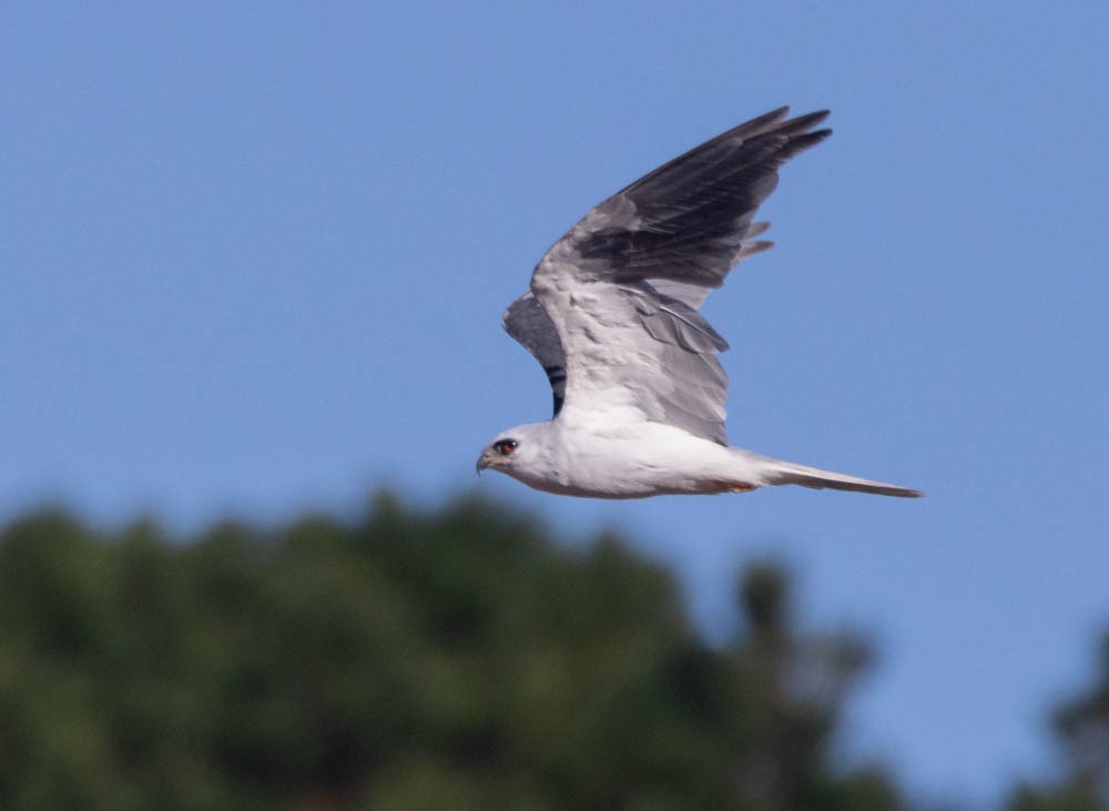 White-tailed Kite - ML642941178