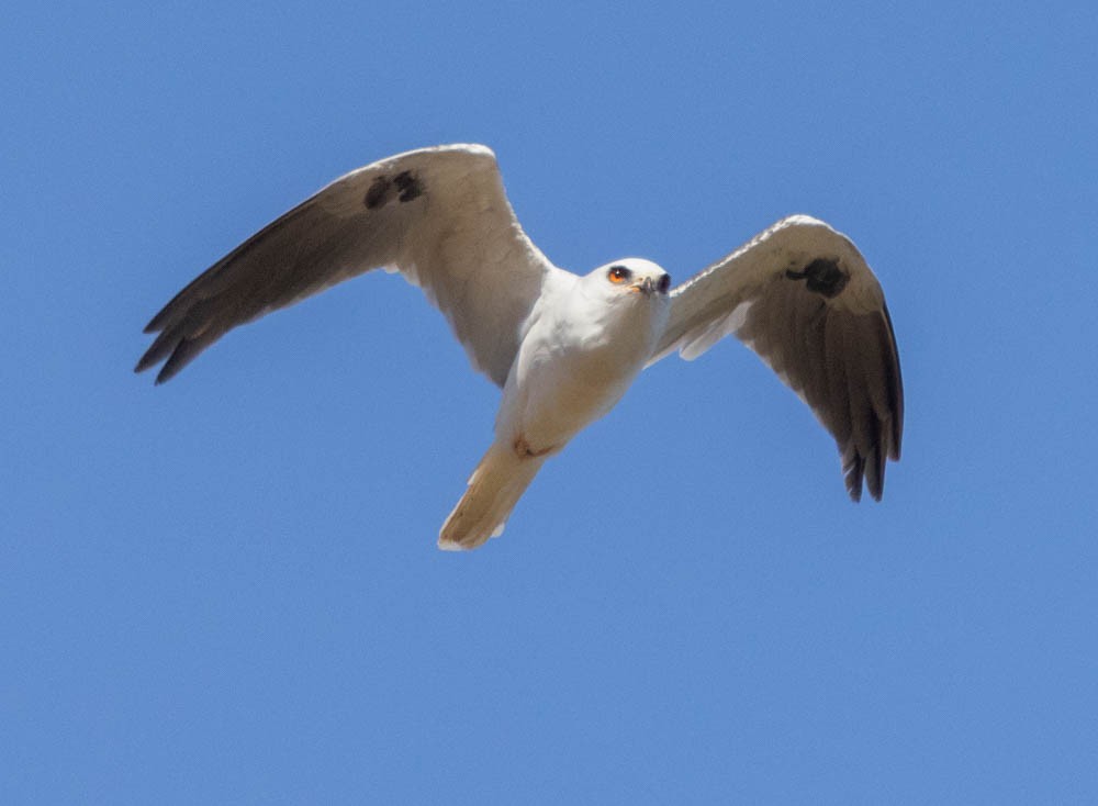 White-tailed Kite - ML642941179