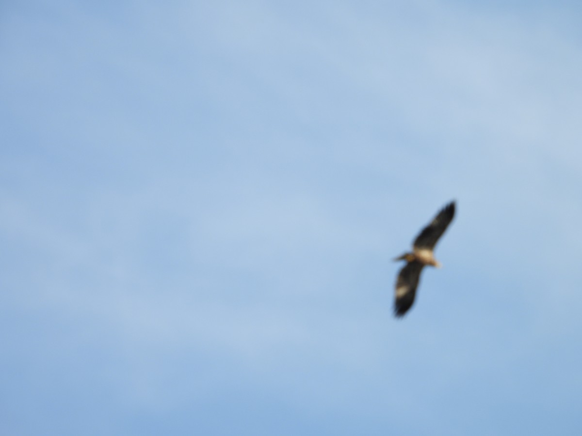 Bald Eagle - ML642941180