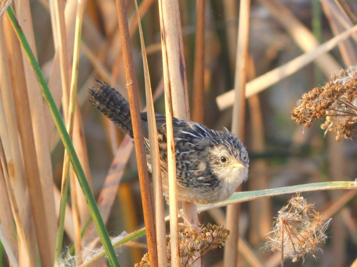 Sedge Wren - ML642941184