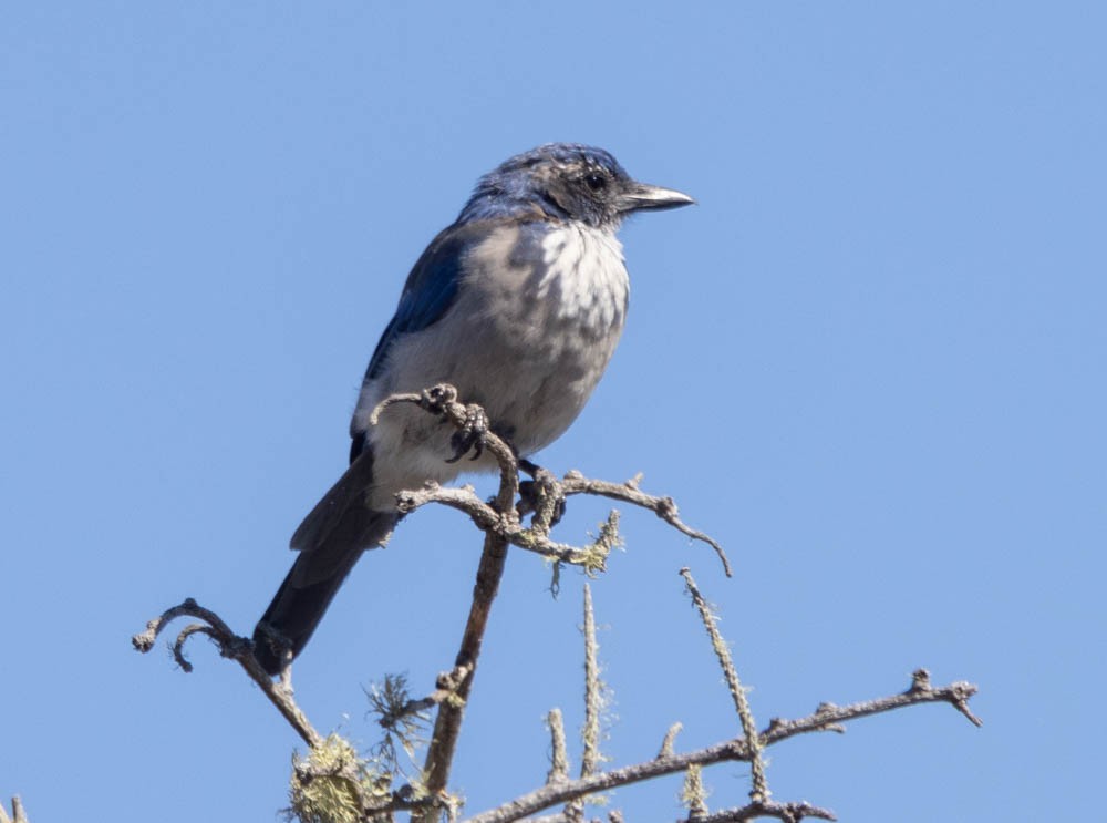 California Scrub-Jay - ML642941189