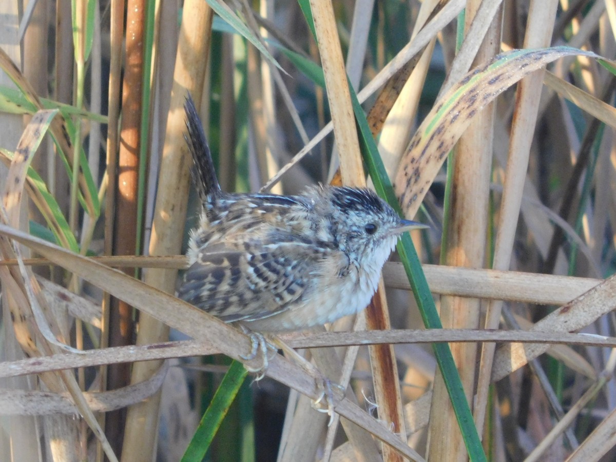 Sedge Wren - ML642941191