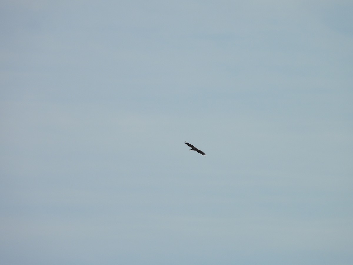 Bald Eagle - ML642941192