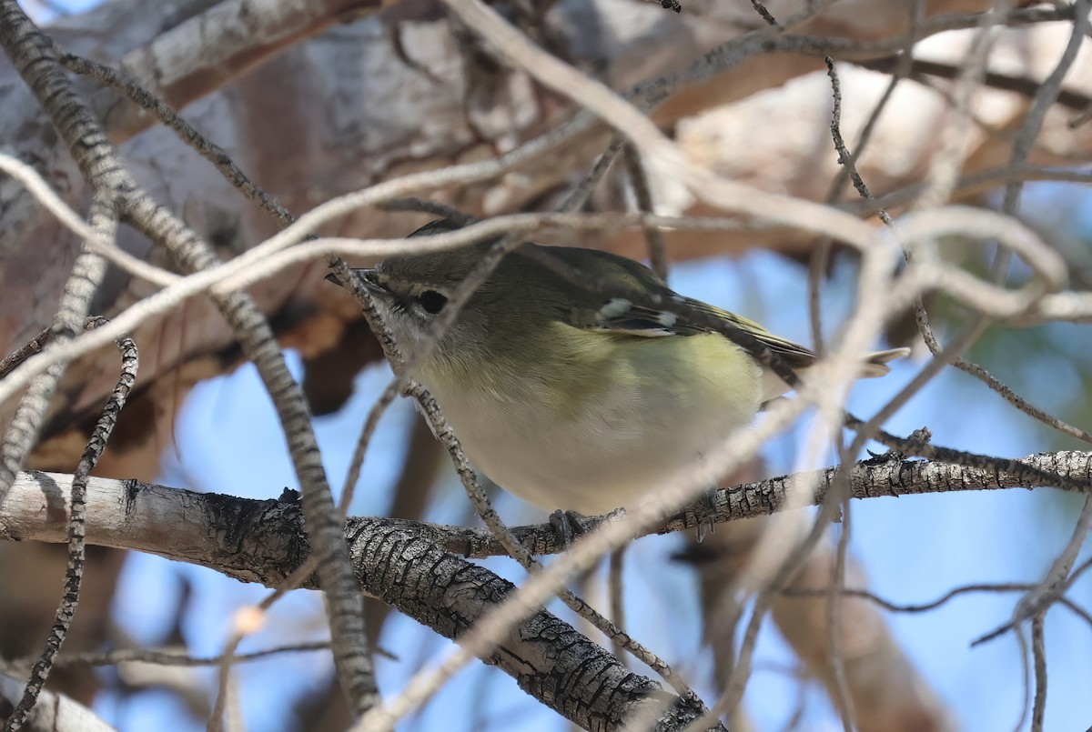 Cassin's Vireo - ML642941193
