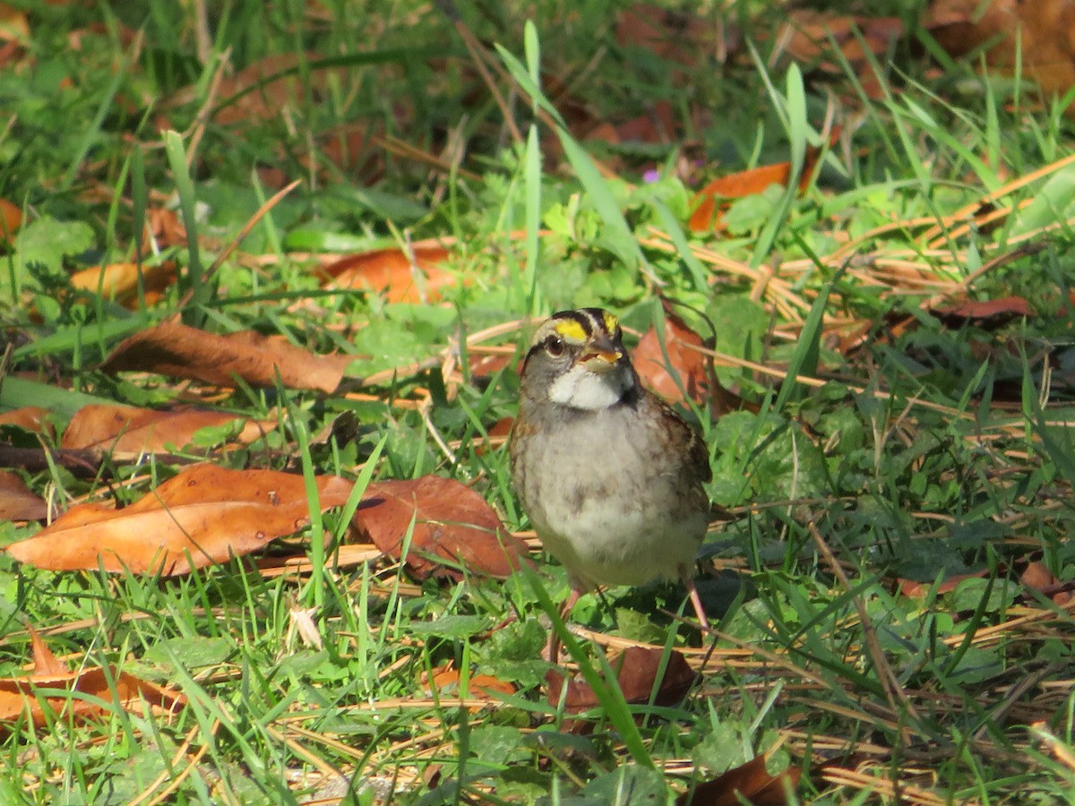 White-throated Sparrow - ML642941197