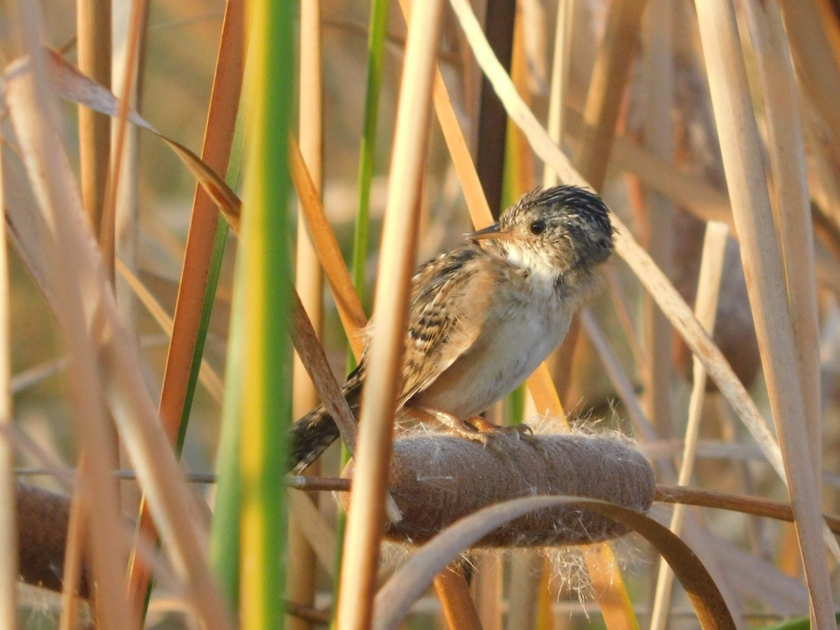 Sedge Wren - ML642941209