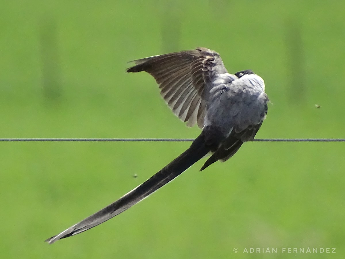 Fork-tailed Flycatcher - ML642941210