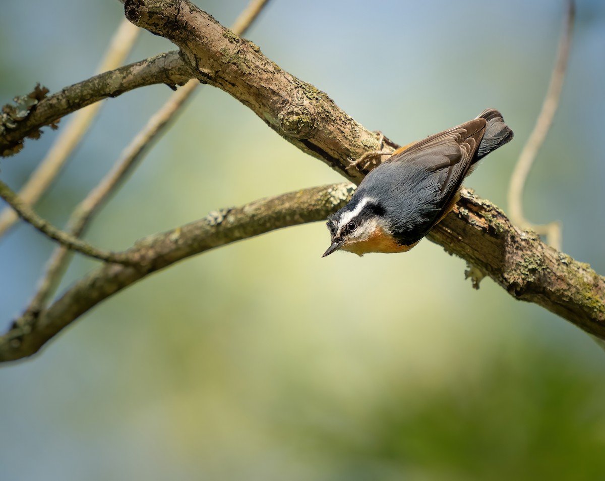 Red-breasted Nuthatch - ML642941212
