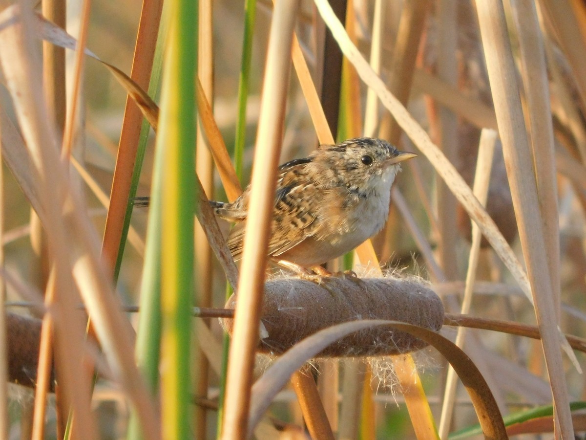 Sedge Wren - ML642941216