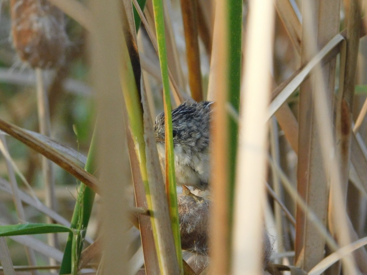 Sedge Wren - ML642941220