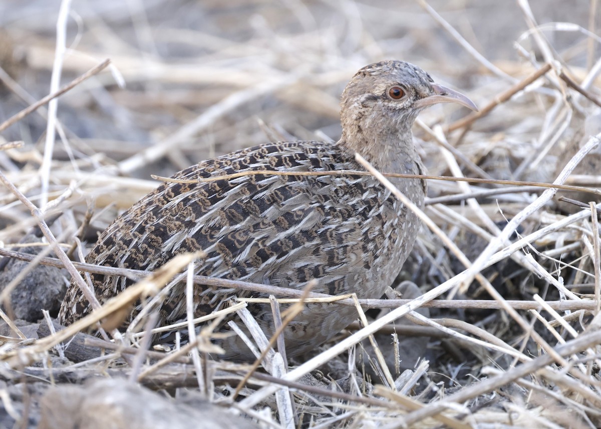 Tinamú Andino - ML642941223