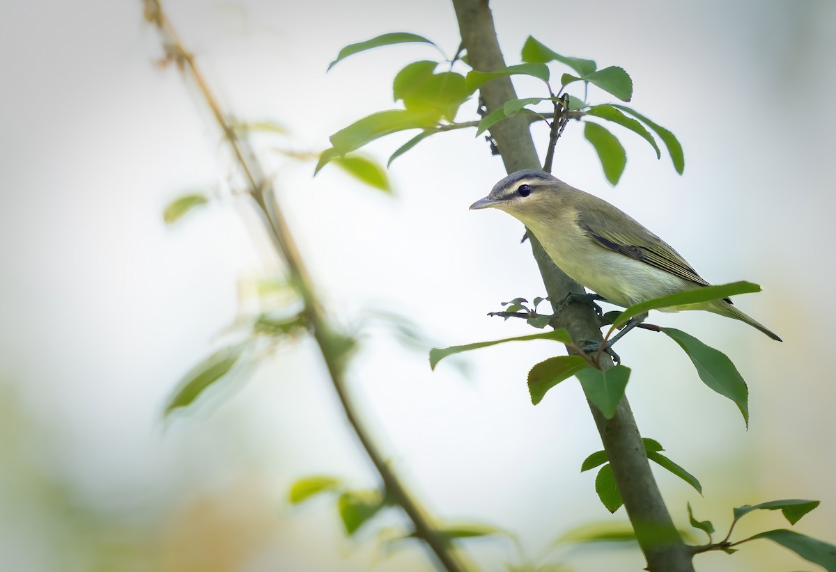 Red-eyed Vireo - ML642941225