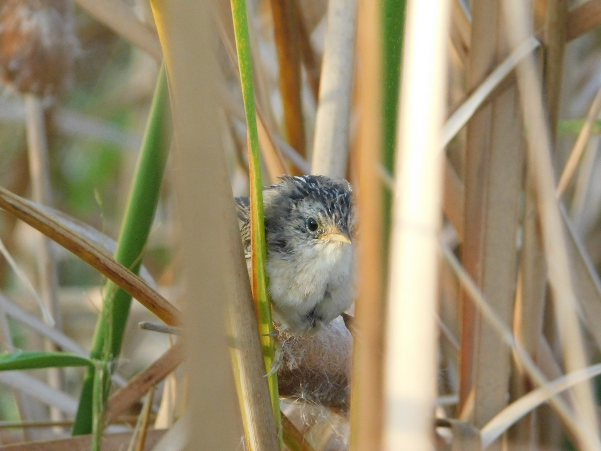 Sedge Wren - ML642941230