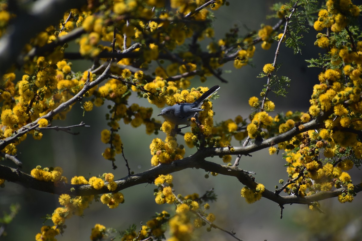 Masked Gnatcatcher - ML642941236