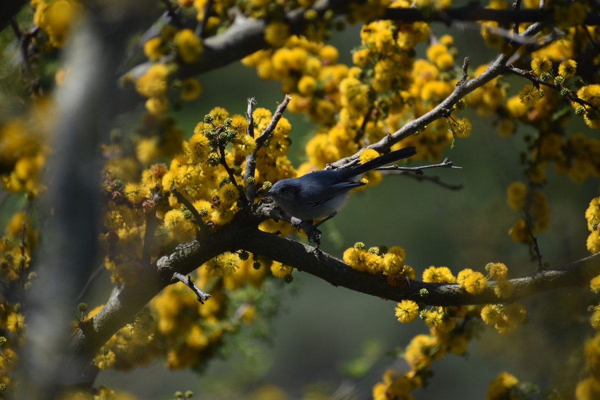 Masked Gnatcatcher - ML642941237