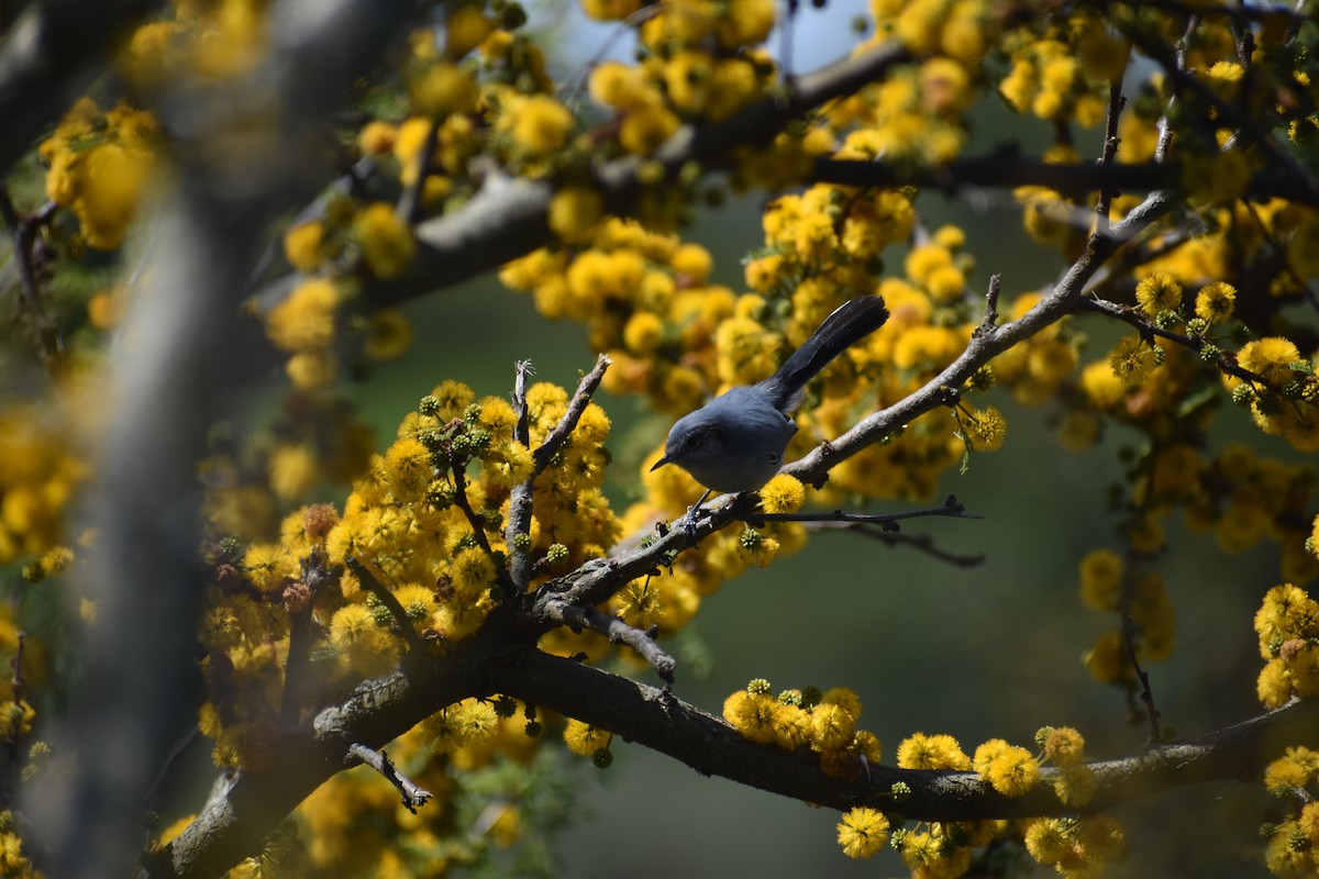 Masked Gnatcatcher - ML642941238
