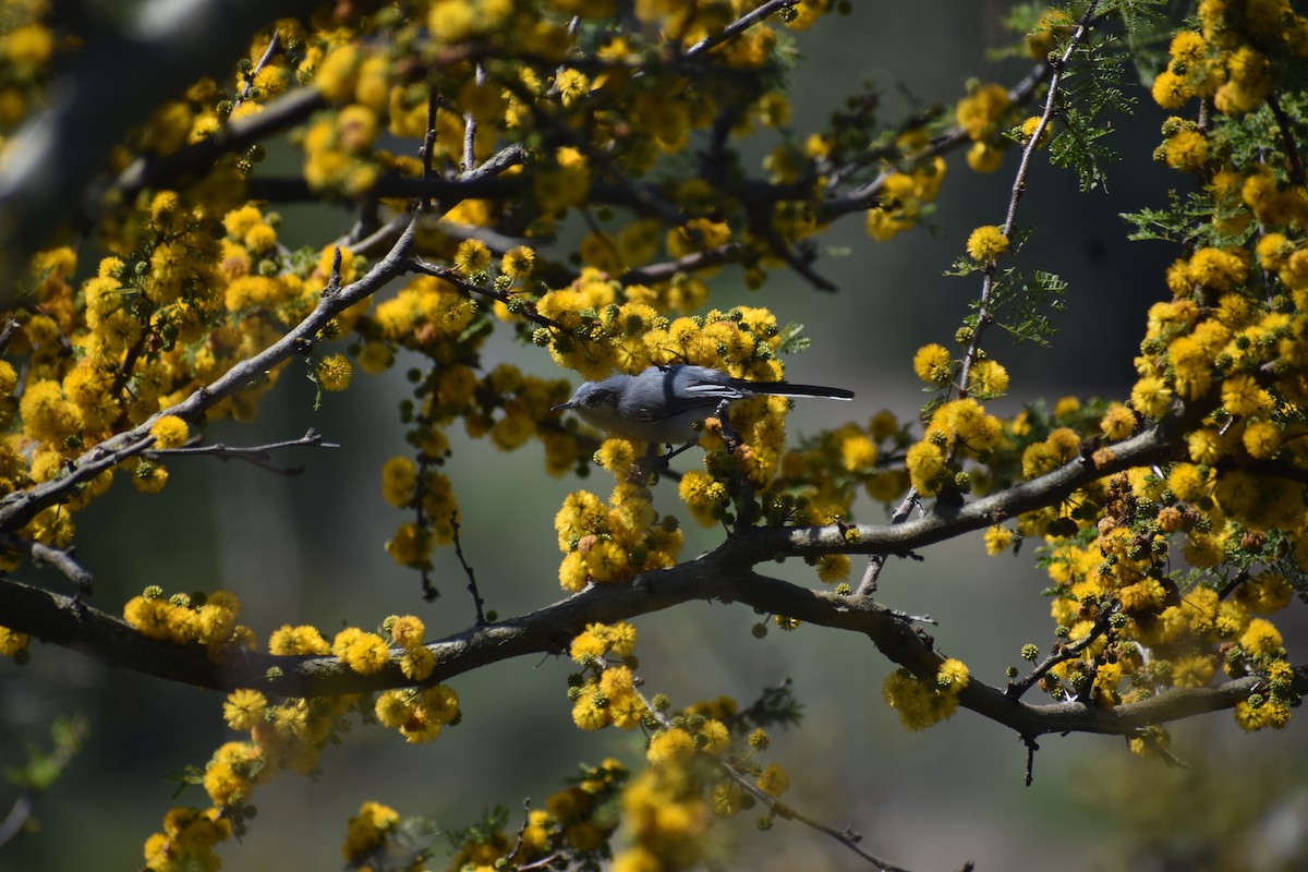 Masked Gnatcatcher - ML642941239