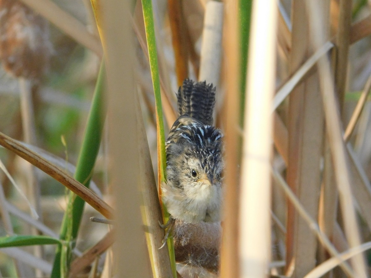Sedge Wren - ML642941246