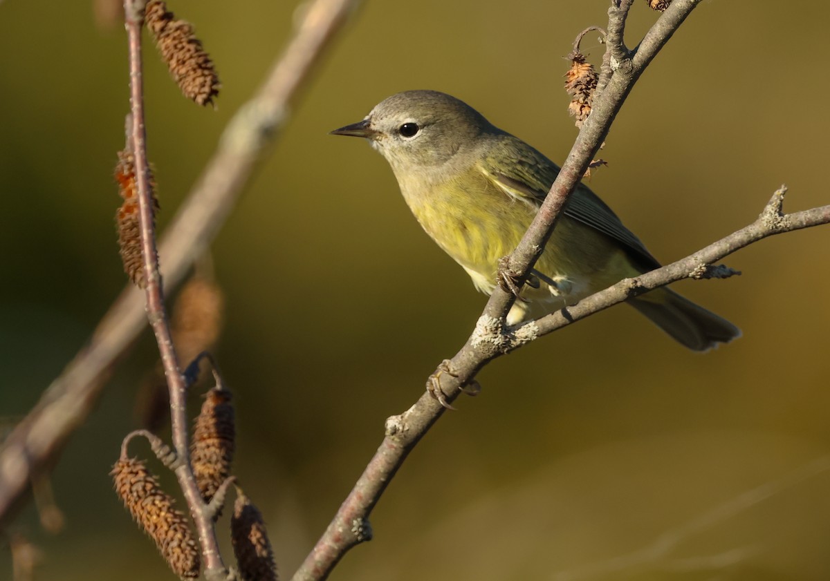Orange-crowned Warbler - ML642941257